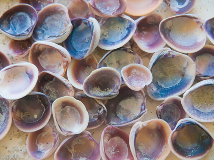Picture of SHELLS GATHERED ON BEACHES OF SANIBEL ISLAND-FLORIDA-USA