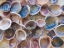 Picture of SHELLS GATHERED ON BEACHES OF SANIBEL ISLAND-FLORIDA-USA