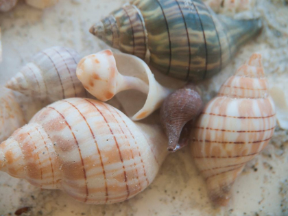 Picture of SHELLS GATHERED ON BEACHES OF SANIBEL ISLAND-FLORIDA-USA