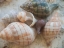 Picture of SHELLS GATHERED ON BEACHES OF SANIBEL ISLAND-FLORIDA-USA