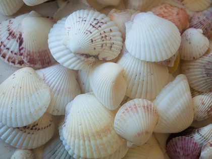 Picture of SHELLS GATHERED ON BEACHES OF SANIBEL ISLAND-FLORIDA-USA