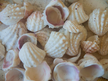 Picture of SHELLS GATHERED ON BEACHES OF SANIBEL ISLAND-FLORIDA-USA
