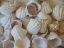 Picture of SHELLS GATHERED ON BEACHES OF SANIBEL ISLAND-FLORIDA-USA