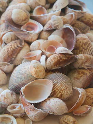 Picture of SHELLS GATHERED ON BEACHES OF SANIBEL ISLAND-FLORIDA-USA