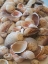 Picture of SHELLS GATHERED ON BEACHES OF SANIBEL ISLAND-FLORIDA-USA