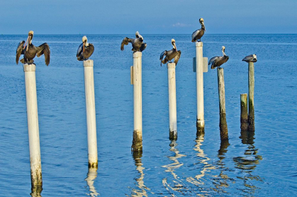 Picture of FLORIDA-CEDAR KEY-BROWN PELICANS PERCHED ON POST