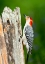 Picture of FLORIDA-IMMOKALEE-MIDNEY HOME-RED-BELLIED WOODPECKER FEEDING ON STUMP