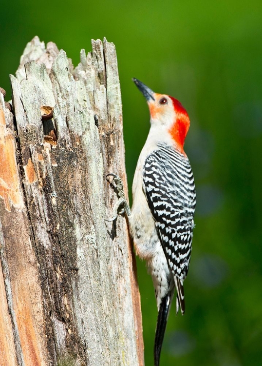 Picture of FLORIDA-IMMOKALEE-MIDNEY HOME-RED-BELLIED WOODPECKER FEEDING ON STUMP