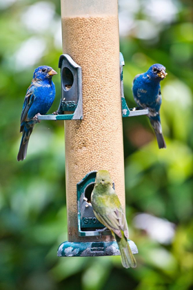 Picture of FLORIDA-IMMOKALEE-MIDNEY HOME-INDIGO BUNTING AND FEMALE PAINTED BUNTING ON MILLET FEEDER