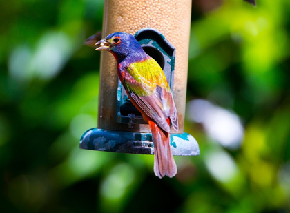 Picture of FLORIDA-IMMOKALEE-MIDNEY HOME-PAINTED BUNTING