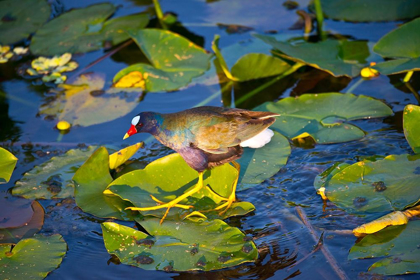 Picture of FLORIDA-SARASOTA-CELERY FIELDS-PURPLE GALLINULE