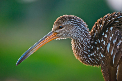 Picture of FLORIDA-SARASOTA-CELERY FIELDS-LIMPKIN-ON BOARDWALK RAILING