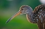 Picture of FLORIDA-SARASOTA-CELERY FIELDS-LIMPKIN-ON BOARDWALK RAILING