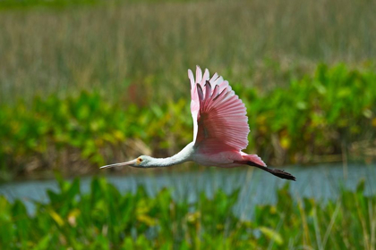 Picture of FLORIDA-SARASOTA-CELERY FIELDS-ROSEATE SPOONBILL-FLYING