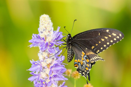 Picture of FLORIDA-ORLANDO WETLANDS PARK EASTERN BLACK SWALLOWTAIL BUTTERFLY ON FLOWER