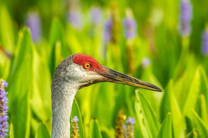 Picture of FLORIDA-ORLANDO WETLANDS PARK SANDHILL CRANE ADULT IN BLOOMING PICKEREL WEED