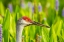 Picture of FLORIDA-ORLANDO WETLANDS PARK SANDHILL CRANE ADULT IN BLOOMING PICKEREL WEED