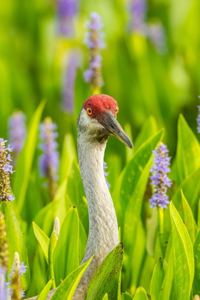 Picture of FLORIDA-ORLANDO WETLANDS PARK SANDHILL CRANE ADULT IN BLOOMING PICKEREL WEED