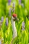 Picture of FLORIDA-ORLANDO WETLANDS PARK SANDHILL CRANE ADULT IN BLOOMING PICKEREL WEED