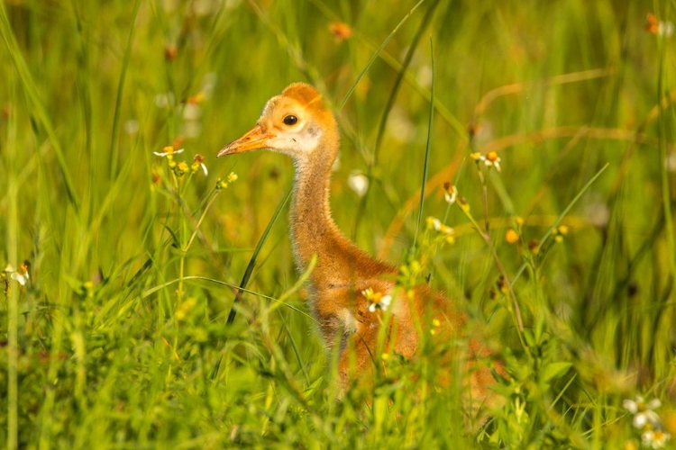 Picture of FLORIDA-ORLANDO WETLANDS PARK SANDHILL CRANE COLT CLOSE-UP