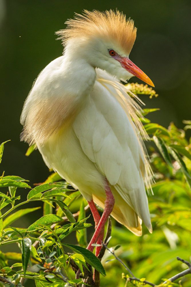 Picture of FLORIDA-ANASTASIA ISLAND CATTLE EGRET IN BREEDING PLUMAGE