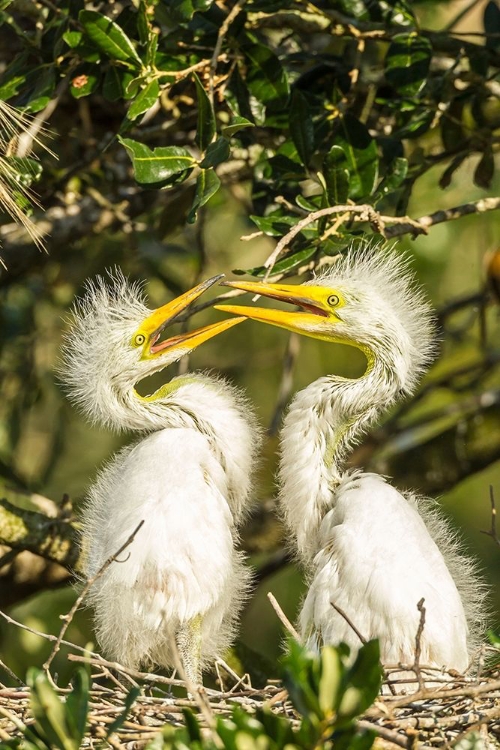 Picture of FLORIDA-ANASTASIA ISLAND-ALLIGATOR FARM GREAT EGRET CHICKS ON NEST