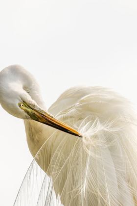 Picture of FLORIDA-ANASTASIA ISLAND-ALLIGATOR FARM GREAT EGRET PREENING HIS BREEDING PLUMAGE