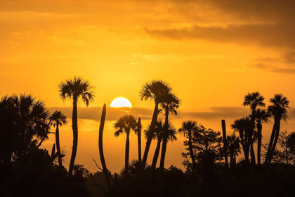 Picture of FLORIDA-ORLANDO WETLANDS PARK PALM TREES SILHOUETTED AT SUNRISE
