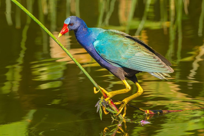 Picture of FLORIDA-WAKODAHATCHEE WETLANDS PURPLE GALLINULE FORAGING FOR NESTING MATERIAL