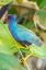 Picture of FLORIDA-WAKODAHATCHEE WETLANDS PURPLE GALLINULE CLOSE-UP