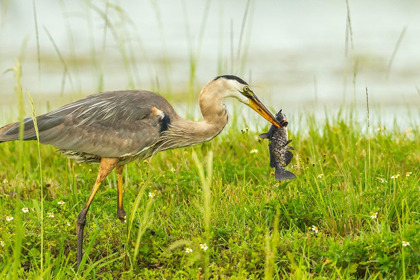 Picture of FLORIDA-LAKE APOPKA GREAT BLUE HERON WITH FISH CATCH