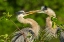 Picture of FLORIDA-WAKODAHATCHEE WETLANDS GREAT BLUE HERONS IN MATING BEHAVIOR