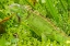 Picture of FLORIDA-WAKODAHATCHEE WETLANDS GREEN IGUANA CLOSE-UP