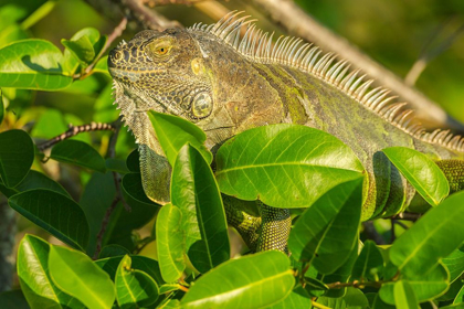 Picture of FLORIDA-WAKODAHATCHEE WETLANDS GREEN IGUANA CLOSE-UP