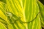Picture of FLORIDA-ANASTASIA ISLAND-ALLIGATOR FARM GREEN ANOLE ON LEAF