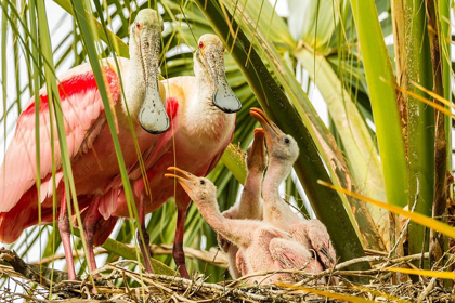 Picture of FLORIDA-ANASTASIA ISLAND-ALLIGATOR FARM ROSEATE SPOONBILL CHICK AND PARENTS ON NEST
