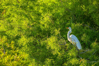 Picture of FLORIDA-ANASTASIA ISLAND GREAT EGRET IN TREE FOLIAGE