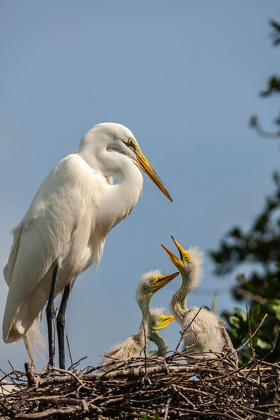 Picture of FLORIDA-ANASTASIA ISLAND GREAT EGRET PARENT FEEDING CHICKS ON NEST