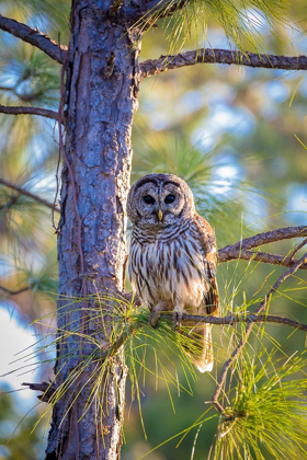 Picture of A CAMOUFLAGED BARRED OWL PERCHES AMONG TREE BRANCHES DURING THE DAY