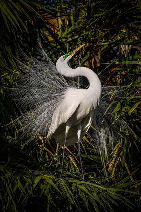 Picture of A GREAT EGRET PERFORMS FREQUENT DISPLAYS USING ITS SHOWY PLUMAGE DURING THE BREEDING SEASON