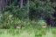 Picture of GOOD HABITAT WHITE-TAILED DEER OFTEN HAVE TWINS