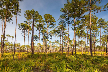 Picture of FLORIDA PINE FOREST IS MAINTAINED BY PERIODIC-LOW INTENSITY FIRES