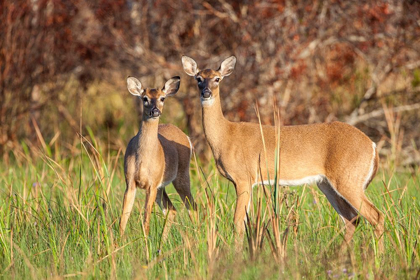Picture of WHITE-TAILED DEER IN PRAIRIE-FLORIDA