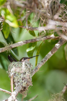 Picture of RUBY-THROATED HUMMINGBIRD ON NEST-FLORIDA