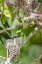 Picture of RUBY-THROATED HUMMINGBIRD ON NEST-FLORIDA