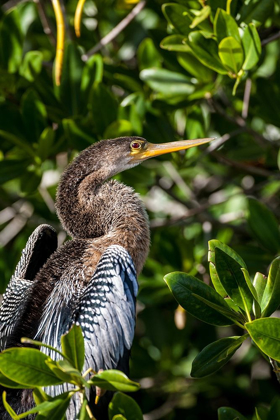 Picture of FEMALE ANHINGA PERCHED ON MANGROVE BRANCH IN FLORIDA