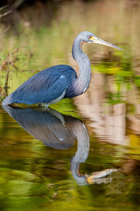 Picture of A TRI-COLORED HERON IN BREEDING PLUMAGE-WADES IN SHALLOW WATER-RESTING