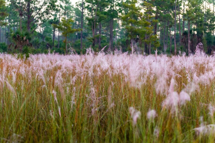 Picture of BLOOMING MUHLY GRASS IN A PRAIRIE MANAGED BY PRESCRIBED FIRE