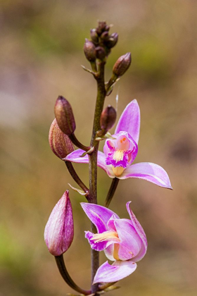 Picture of PINE PINK ORCHID IN BLOOM