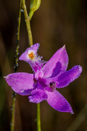 Picture of GRASS PINK ORCHIDS GROW IN A SOUTH FLORIDA PRAIRIE